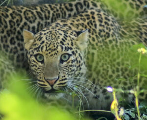 Leopard Disrupts Wedding in Lucknow