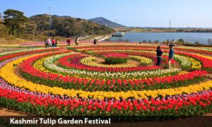 Tulip Garden in Srinagar Temporarily Closes its Gates as Blooms Fade