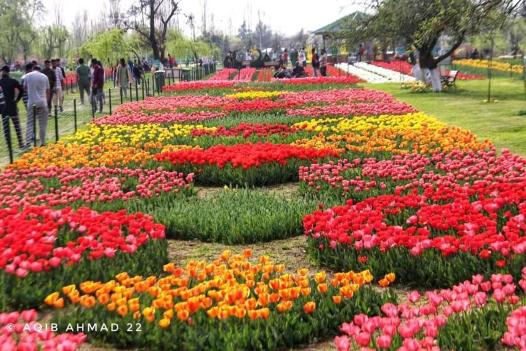 Kashmir in Bloom: How Floriculture is Blossoming the Economy