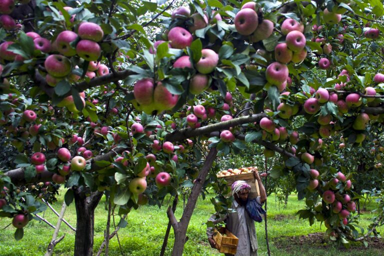 Kashmir’s Agricultural Splendor: A Tapestry of Treasures from Saffron to Mushrooms