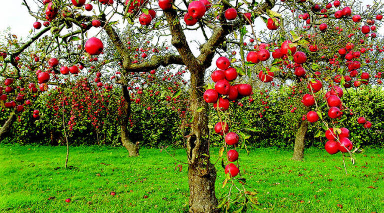 From Seed to Success: How Horticulture Benefits Kashmir