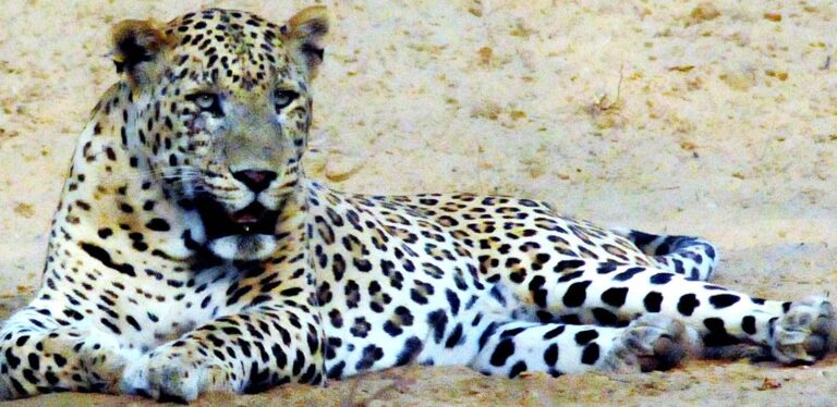 Wildlife Officials Capture ‘Man-Eater’ Leopard in North Kashmir’s Baramulla Distric