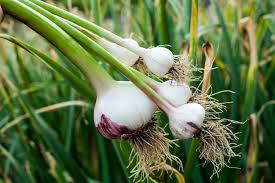 Garlic: The Golden Bulb Boosting Farmers’ Livelihoods and Kulgam District’s Economy