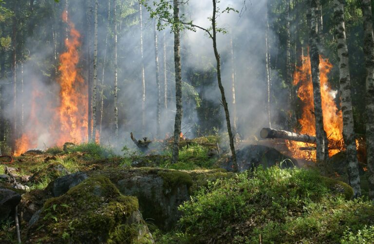 Massive Forest Fire in Udhampur Jammu  Continues to Rage