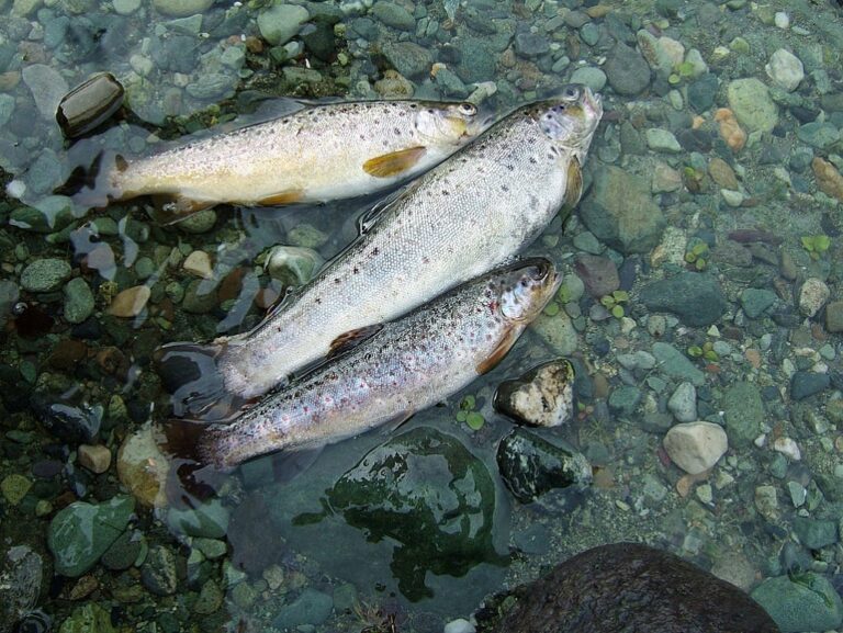 Fisheries Department in Anantnag Initiates Major Fish Stocking Project to Boost Local Economy and Ecosystem