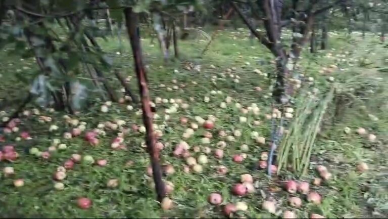 In South Kashmir: Conduct immediate survey of hailstorm-hit crop, compensate farmers JKCSF urges LG admin