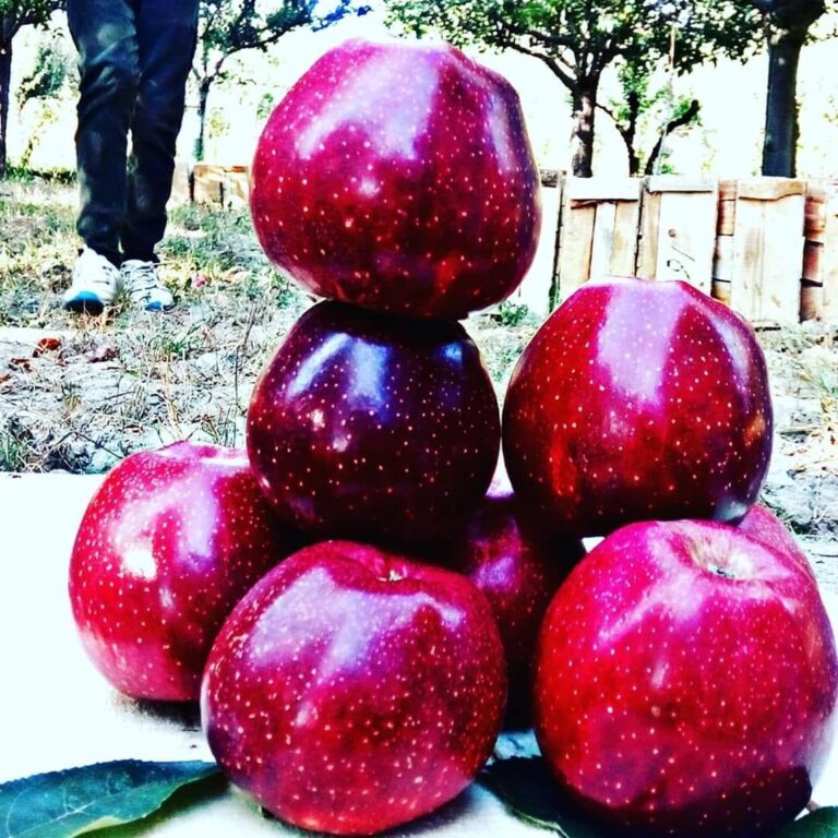 kashmiri Apple