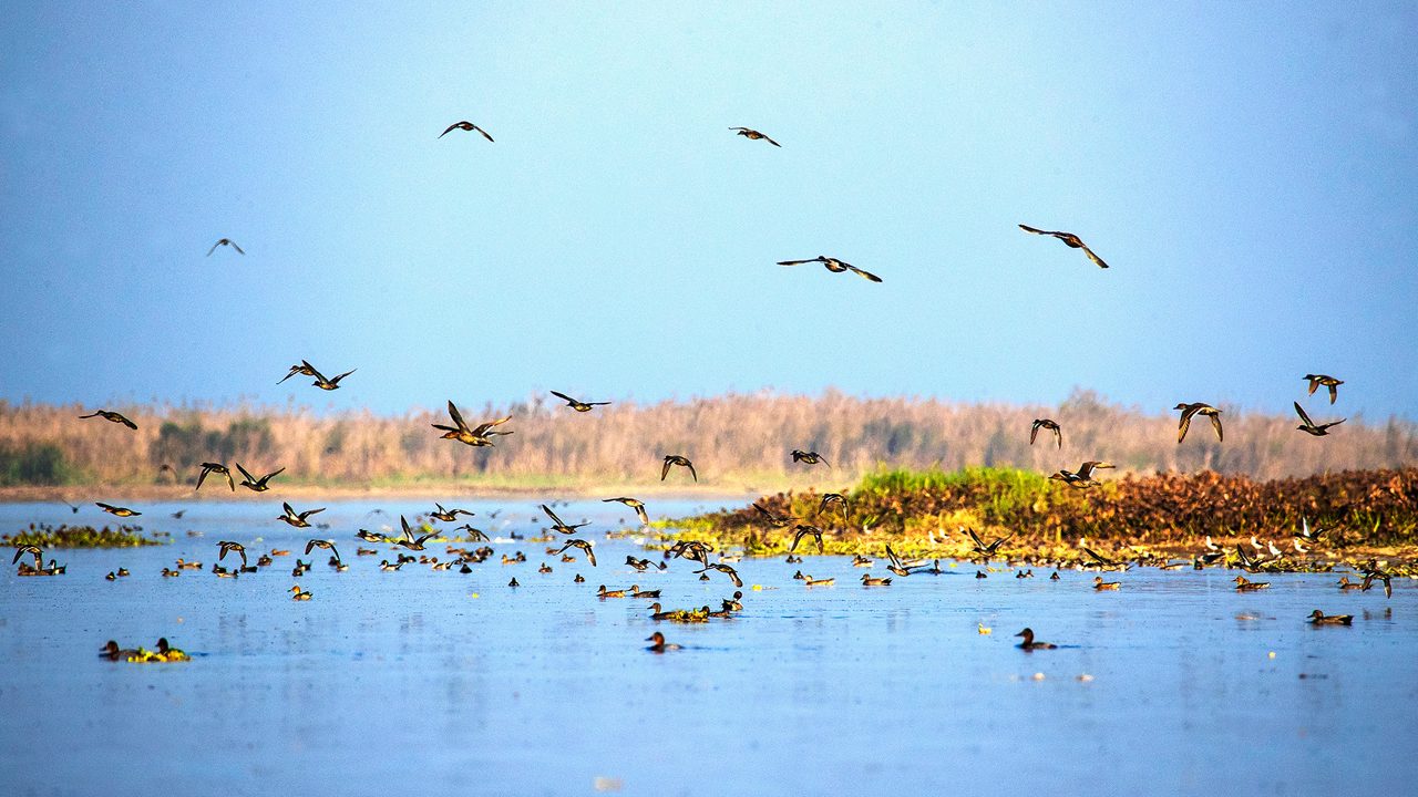 Wetlands