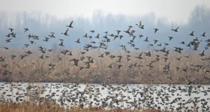 Kashmir Wetlands