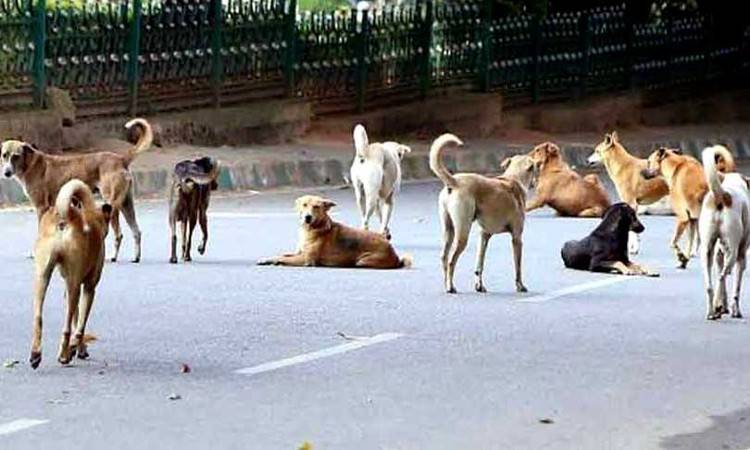 Dogs Attack in Budgam