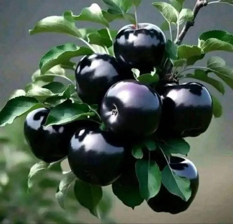Black Diamond Apple