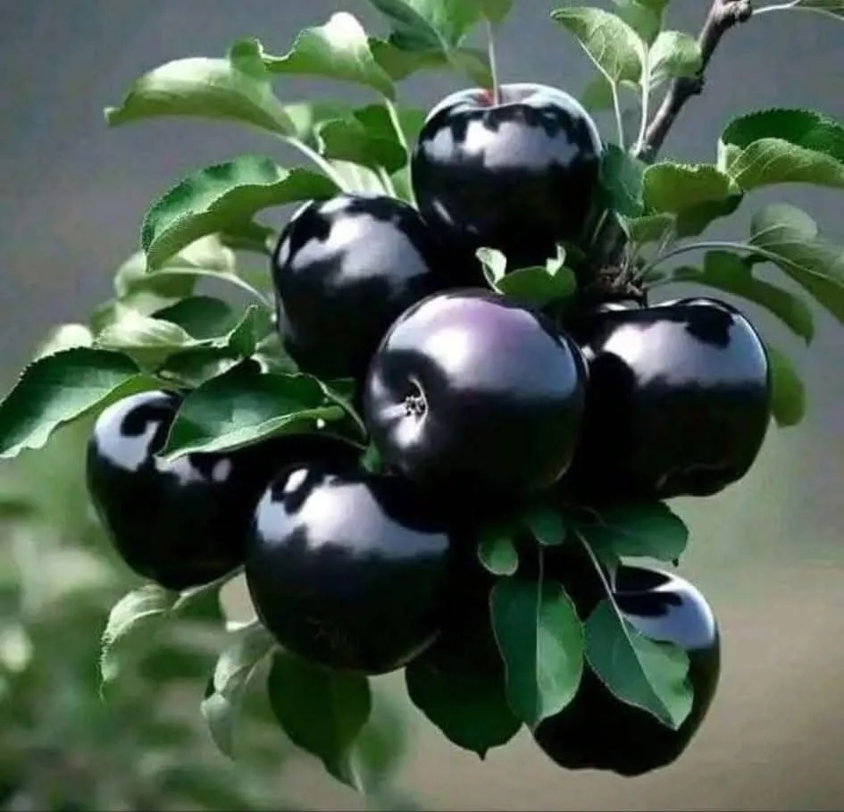 Black Diamond Apple
