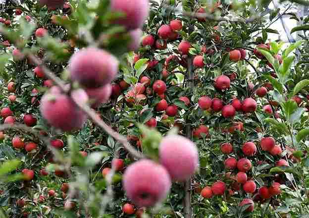 Kashmir Apple Crisis