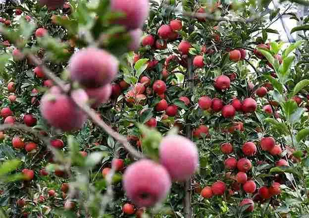 Kashmir Apple Crisis