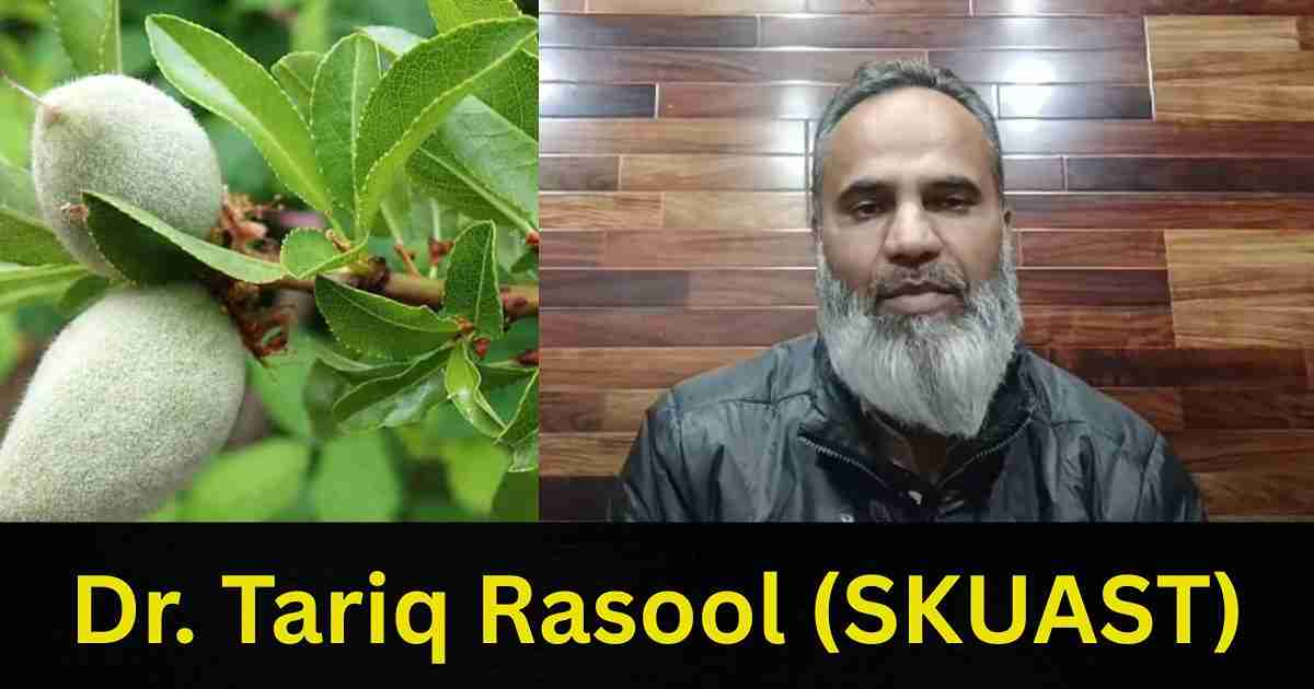 Story of Almond Cultivation
