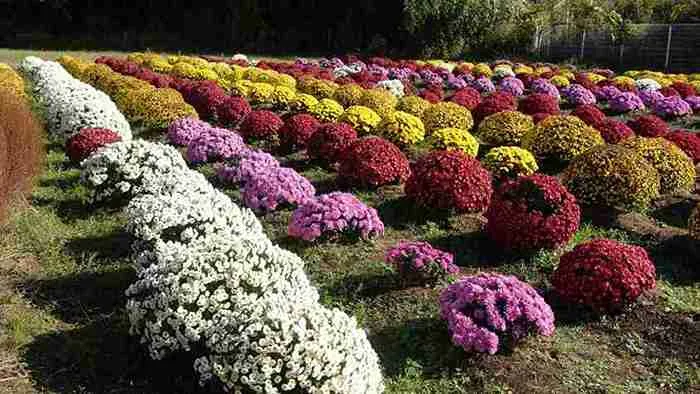 Chrysanthemum Garden