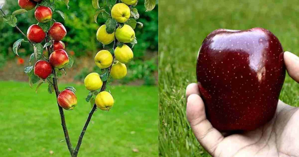 Kashmiri Apple
