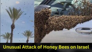 Honey Bee Swarm Stuns Israel City