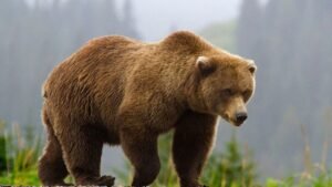 Women Injured in Separate Bear Attacks