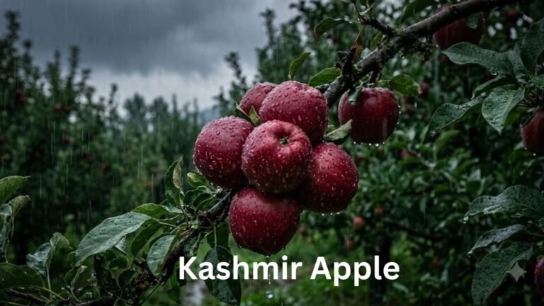 Kashmir Apple