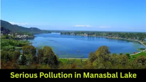 Serious Pollution in Manasbal Lake