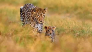 Minor Girl Injured in Leopard Attack