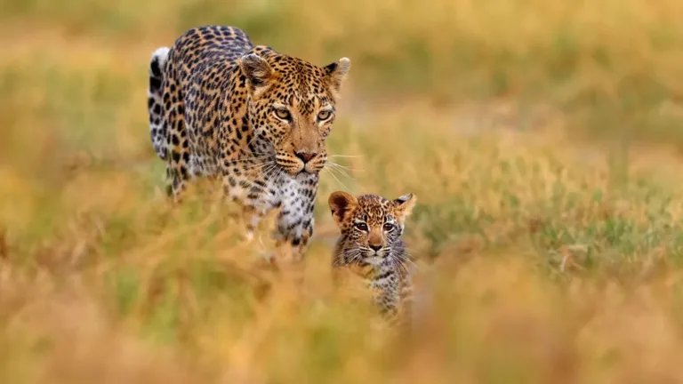 Minor Girl Injured in Leopard Attack