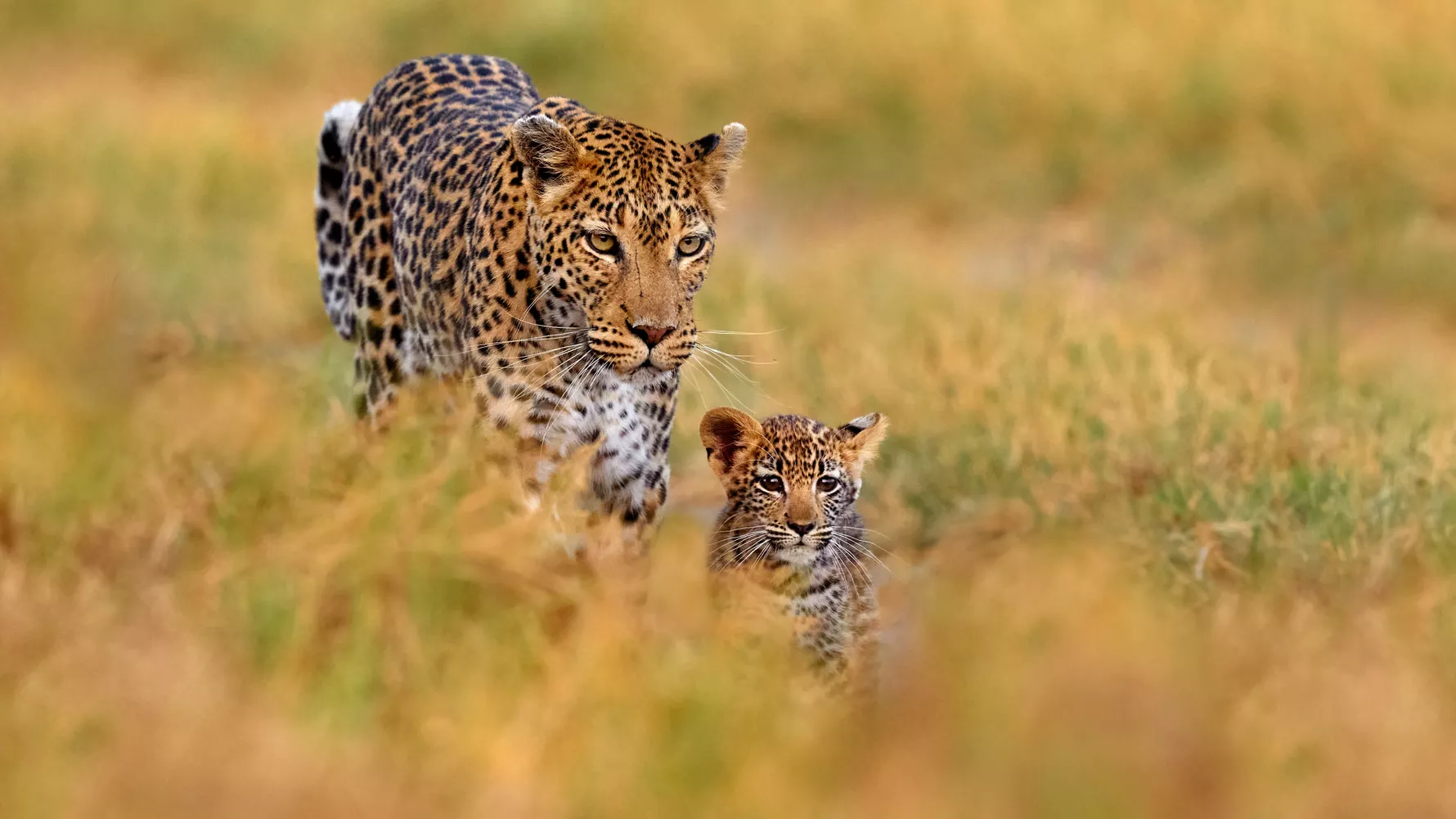 Minor Girl Injured in Leopard Attack